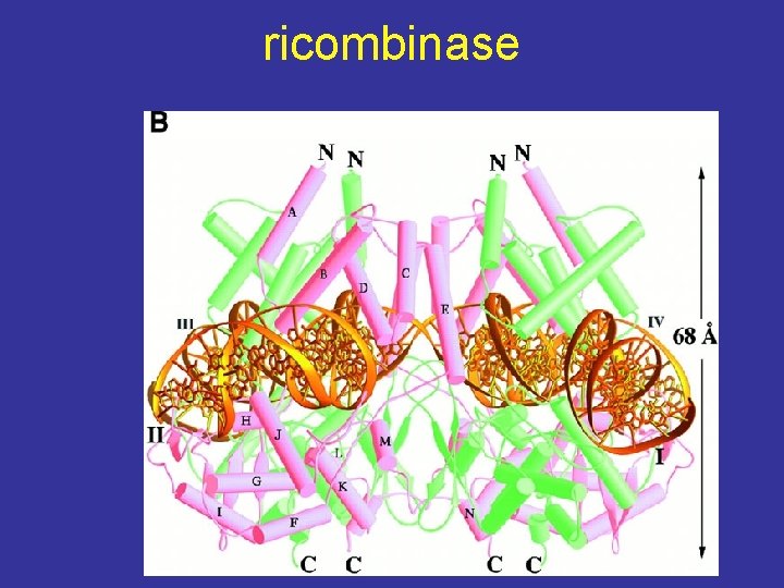 ricombinase 