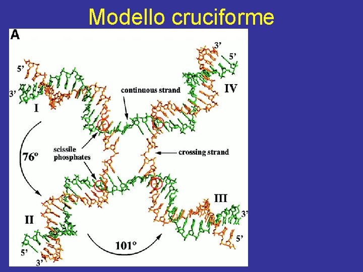 Modello cruciforme 