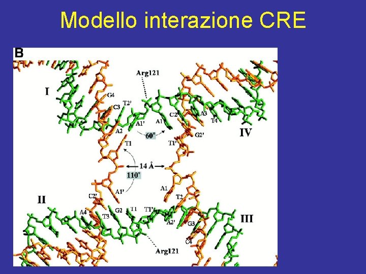 Modello interazione CRE 