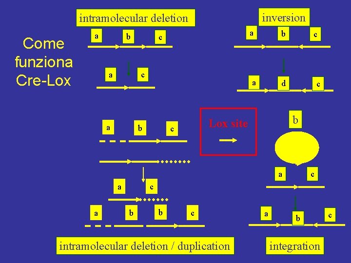 inversion intramolecular deletion Come funziona Cre-Lox a b a c c a b c