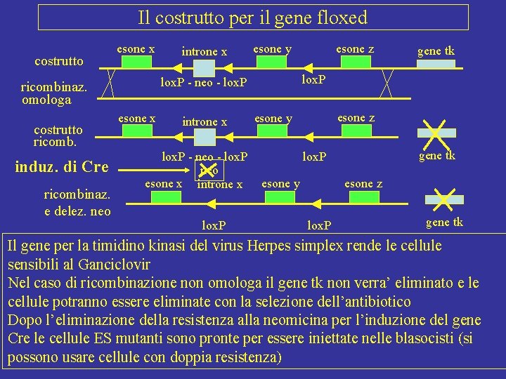 Il costrutto per il gene floxed costrutto esone x induz. di Cre ricombinaz. e