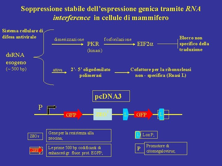 Soppressione stabile dell’espressione genica tramite RNA interference in cellule di mammifero Sistema cellulare di