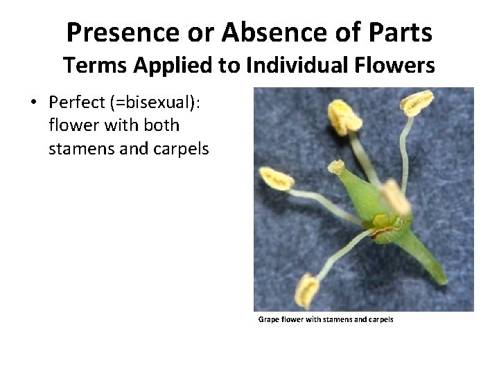 Presence or Absence of Parts Terms Applied to Individual Flowers • Perfect (=bisexual): flower