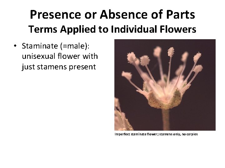 Presence or Absence of Parts Terms Applied to Individual Flowers • Staminate (=male): unisexual