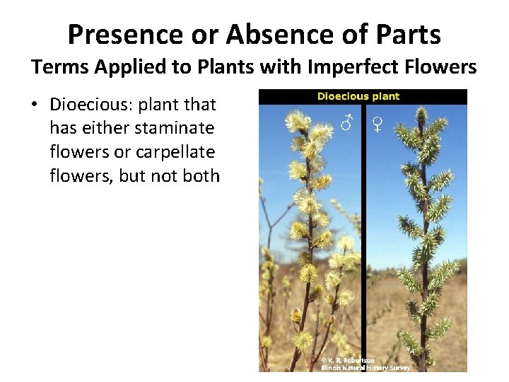 Presence or Absence of Parts Terms Applied to Plants with Imperfect Flowers • Dioecious: