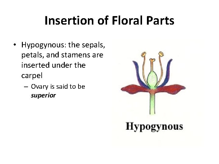 Insertion of Floral Parts • Hypogynous: the sepals, petals, and stamens are inserted under