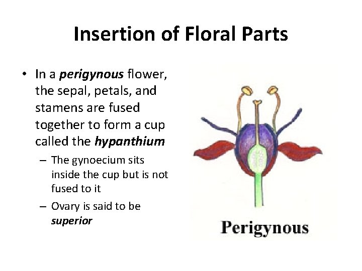 Insertion of Floral Parts • In a perigynous flower, the sepal, petals, and stamens