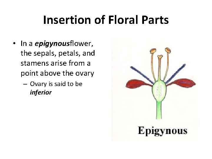 Insertion of Floral Parts • In a epigynousflower, the sepals, petals, and stamens arise