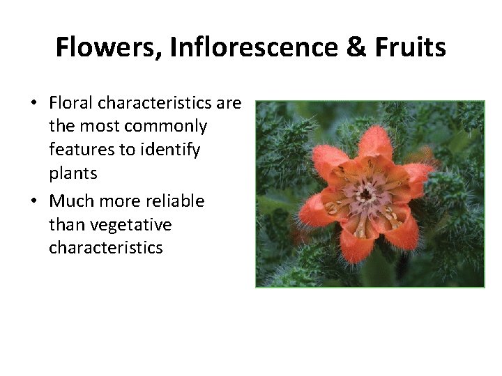 Flowers, Inflorescence & Fruits • Floral characteristics are the most commonly features to identify