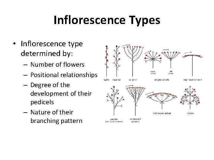 Inflorescence Types • Inflorescence type determined by: – Number of flowers – Positional relationships