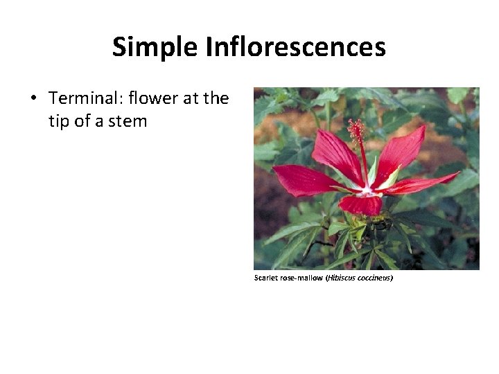 Simple Inflorescences • Terminal: flower at the tip of a stem Scarlet rose-mallow (Hibiscus