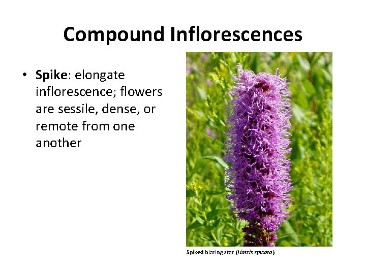 Compound Inflorescences • Spike: elongate inflorescence; flowers are sessile, dense, or remote from one