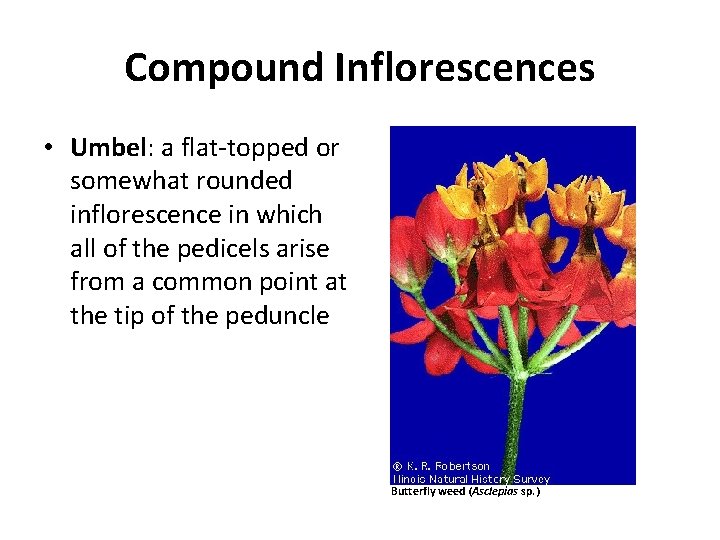Compound Inflorescences • Umbel: a flat-topped or somewhat rounded inflorescence in which all of