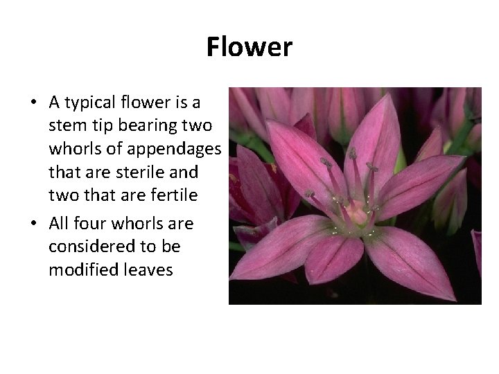 Flower • A typical flower is a stem tip bearing two whorls of appendages