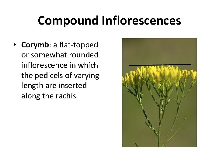 Compound Inflorescences • Corymb: a flat-topped or somewhat rounded inflorescence in which the pedicels