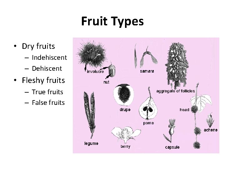 Fruit Types • Dry fruits – Indehiscent – Dehiscent • Fleshy fruits – True