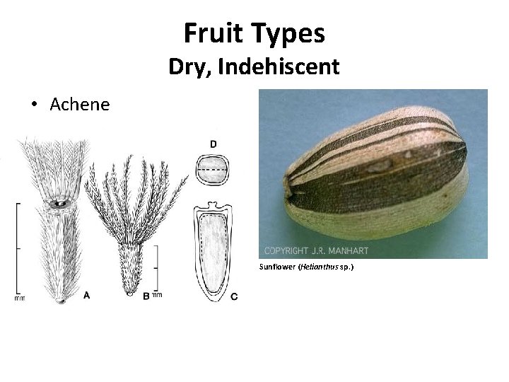 Fruit Types Dry, Indehiscent • Achene Sunflower (Helianthus sp. ) 