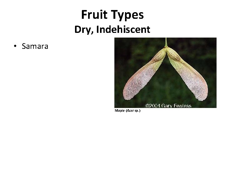 Fruit Types Dry, Indehiscent • Samara Maple (Acer sp. ) 