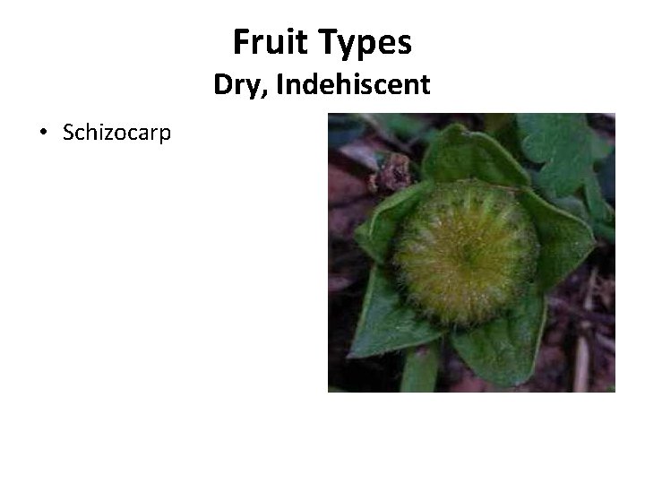 Fruit Types Dry, Indehiscent • Schizocarp 