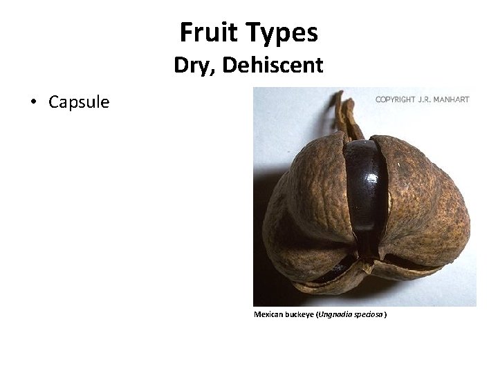 Fruit Types Dry, Dehiscent • Capsule Mexican buckeye (Ungnadia speciosa) 