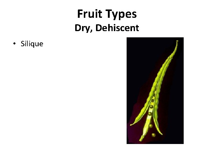 Fruit Types Dry, Dehiscent • Silique 