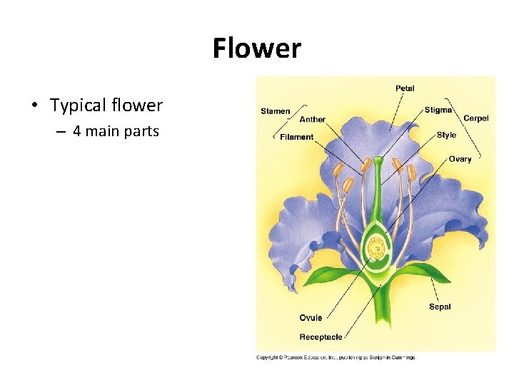 Flower • Typical flower – 4 main parts 