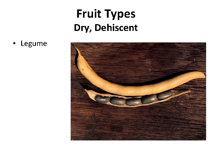 Fruit Types Dry, Dehiscent • Legume 