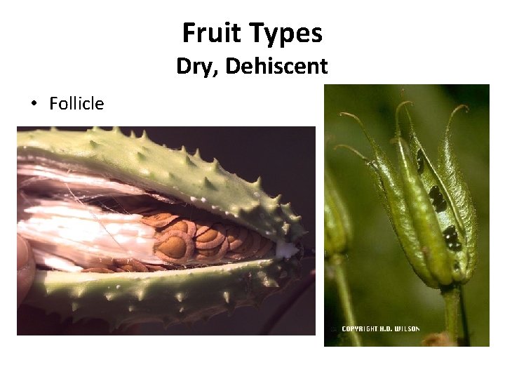 Fruit Types Dry, Dehiscent • Follicle 