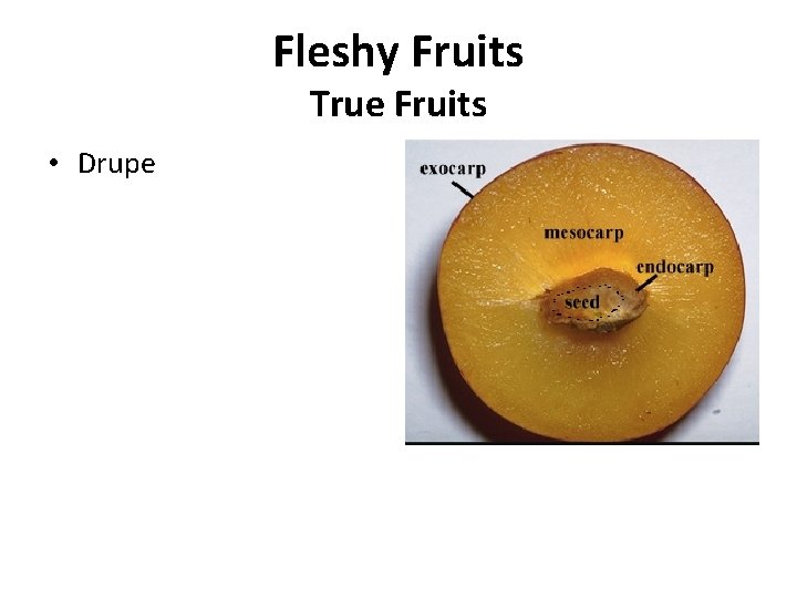 Fleshy Fruits True Fruits • Drupe 