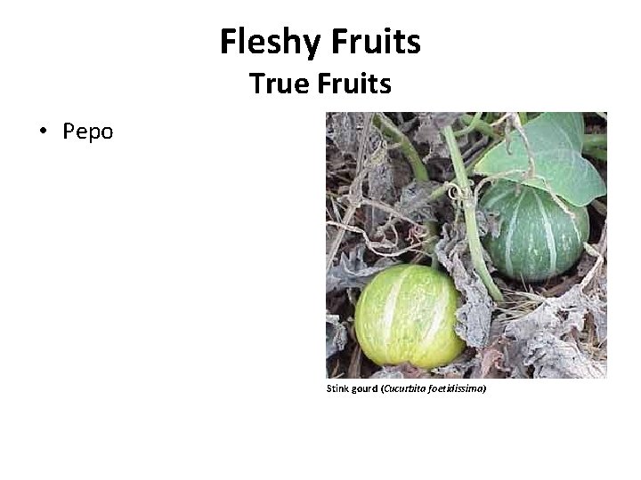 Fleshy Fruits True Fruits • Pepo Stink gourd (Cucurbita foetidissima) 