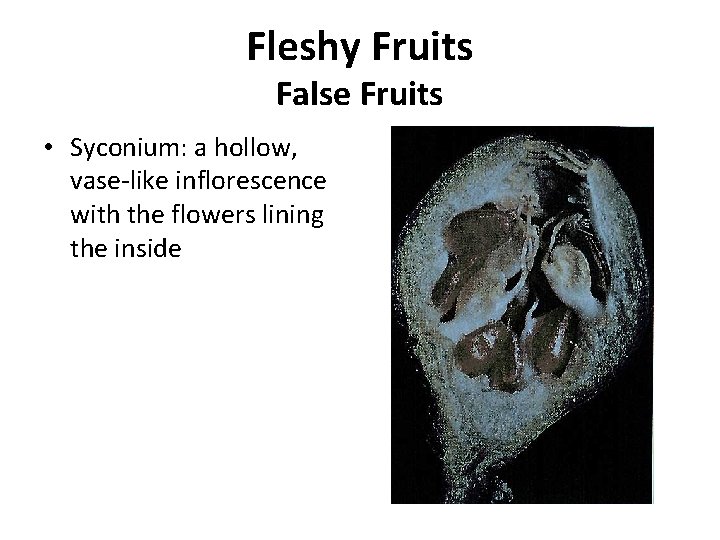 Fleshy Fruits False Fruits • Syconium: a hollow, vase-like inflorescence with the flowers lining