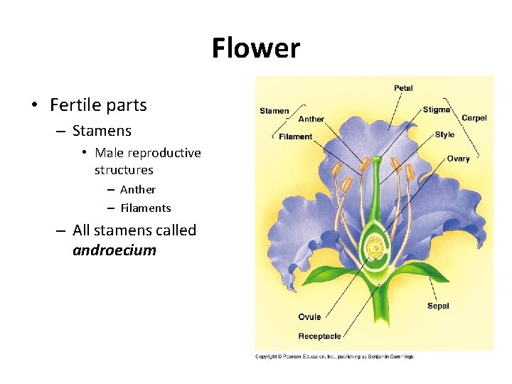 Flower • Fertile parts – Stamens • Male reproductive structures – Anther – Filaments