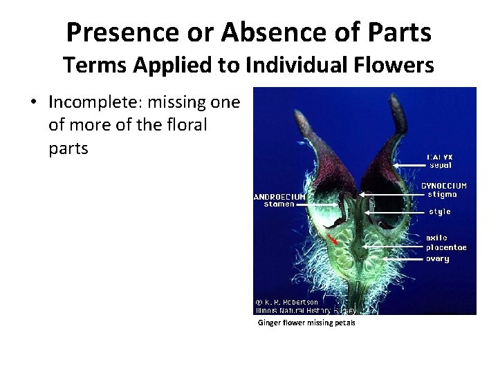 Presence or Absence of Parts Terms Applied to Individual Flowers • Incomplete: missing one