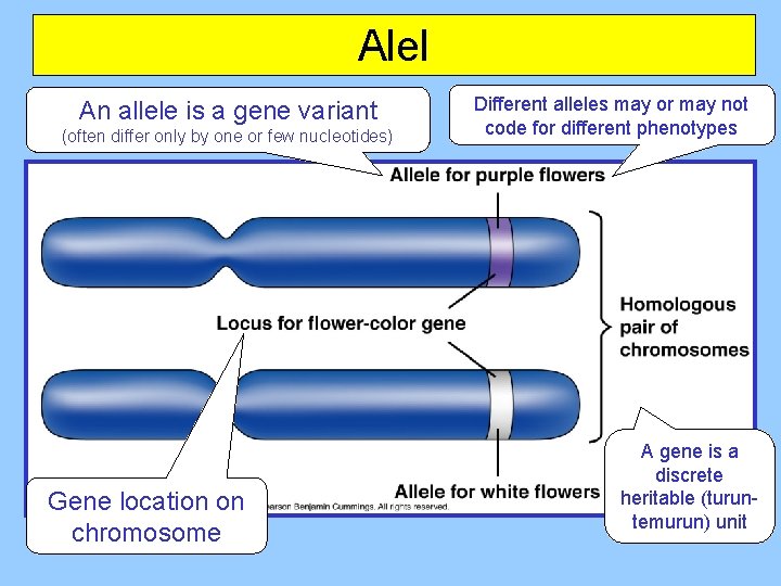 Alel An allele is a gene variant (often differ only by one or few