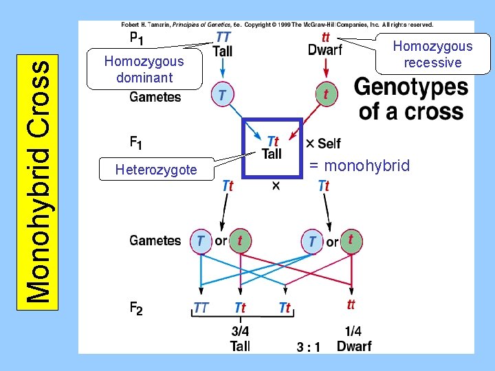 Monohybrid Cross Homozygous dominant Heterozygote Homozygous recessive = monohybrid 