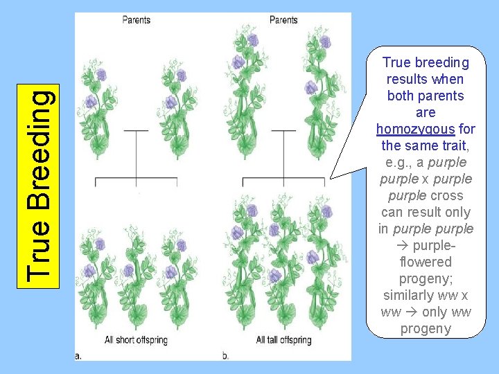 True Breeding True breeding results when both parents are homozygous for the same trait,