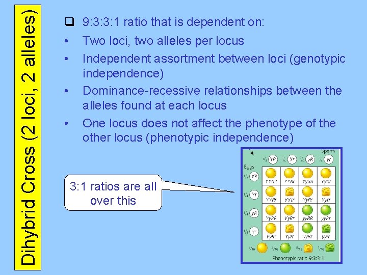 Dihybrid Cross (2 loci, 2 alleles) q 9: 3: 3: 1 ratio that is