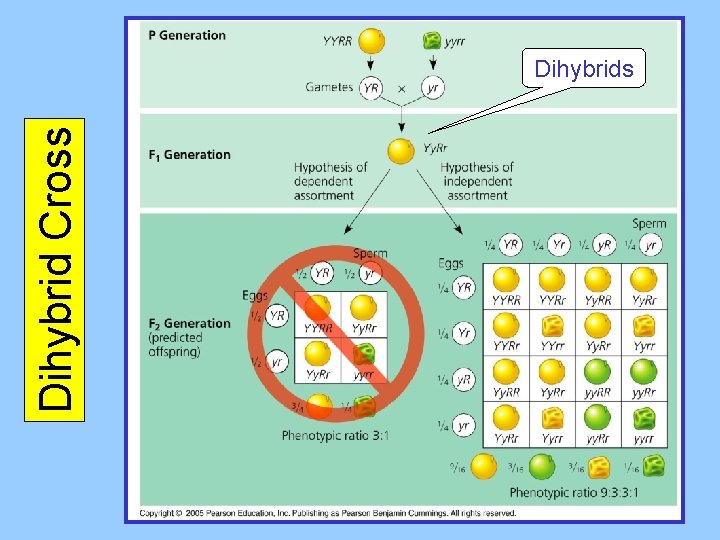 Dihybrid Cross Dihybrids 