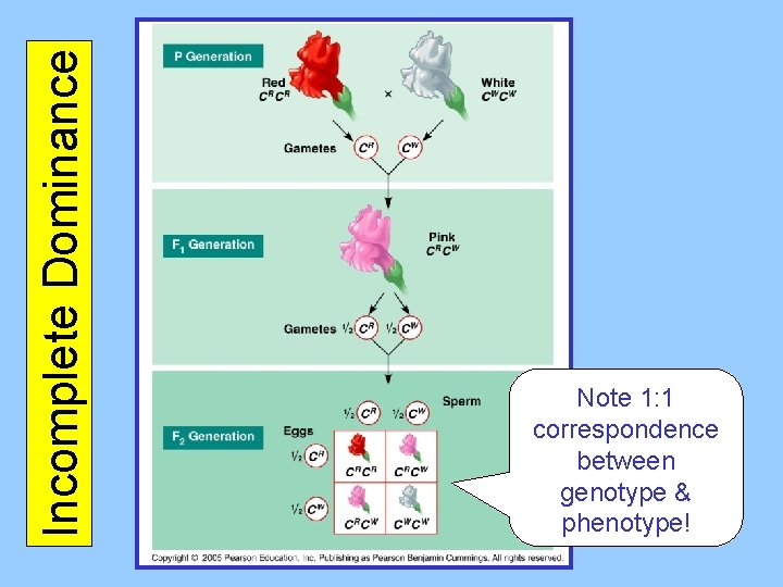 Incomplete Dominance Note 1: 1 correspondence between genotype & phenotype! 