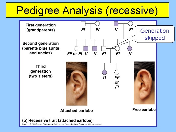 Pedigree Analysis (recessive) Generation skipped 