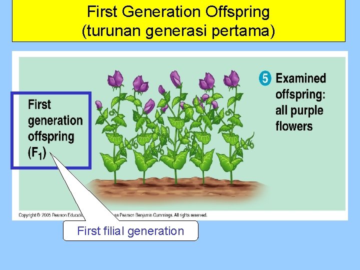 First Generation Offspring (turunan generasi pertama) First filial generation 
