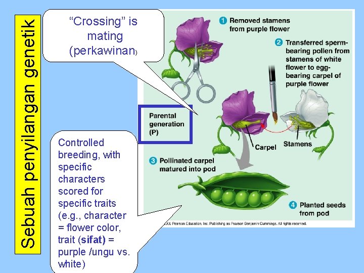 Sebuah penyilangan genetik “Crossing” is mating (perkawinan) Controlled breeding, with specific characters scored for