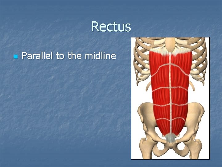 Rectus n Parallel to the midline 