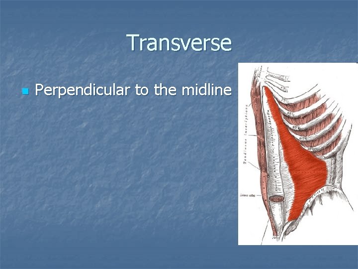 Transverse n Perpendicular to the midline 