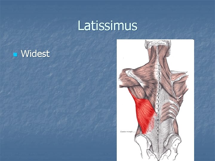 Latissimus n Widest 