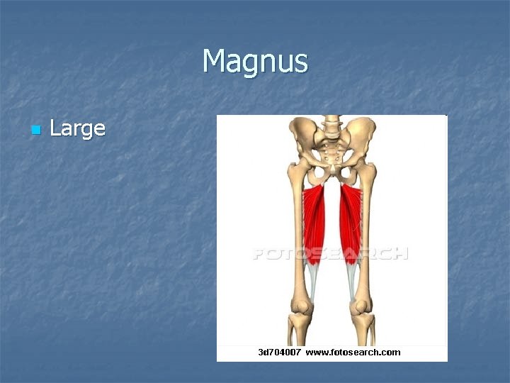 Magnus n Large 