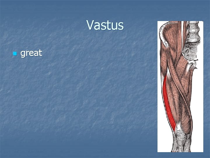 Vastus n great 