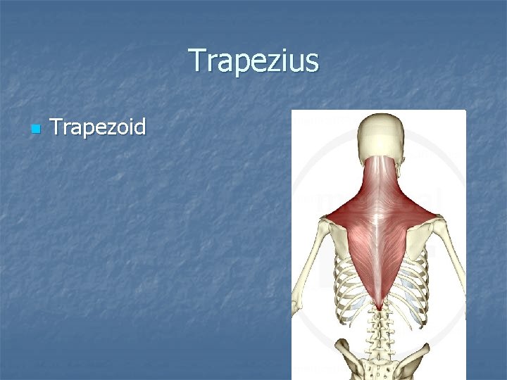 Trapezius n Trapezoid 