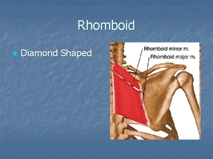 Rhomboid n Diamond Shaped 