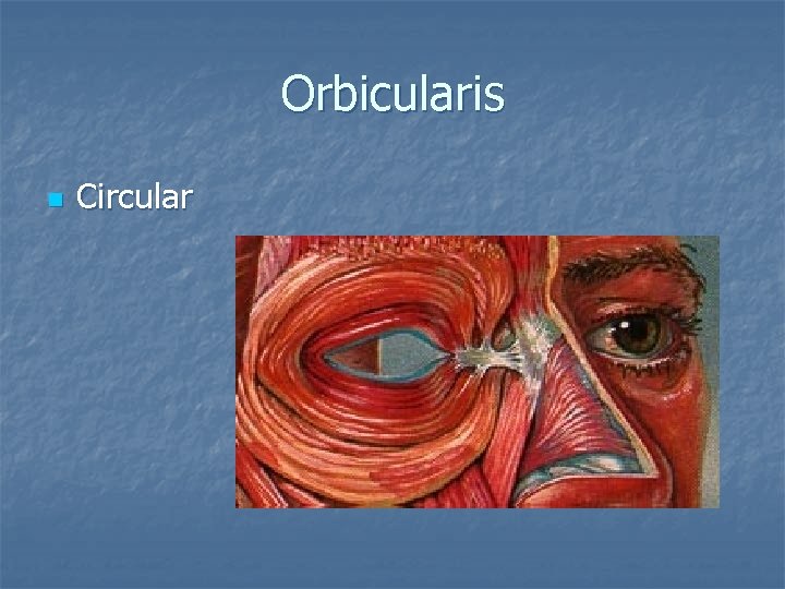 Orbicularis n Circular 